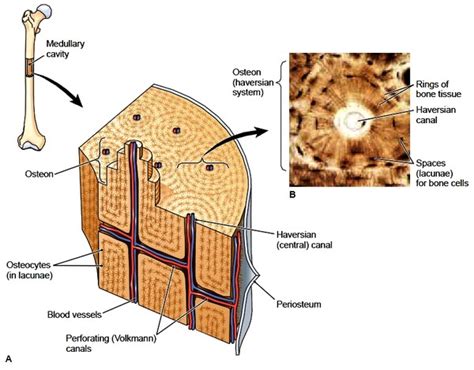 Ends of long bones (or epiphyses) consist mainly of trabecular bone. Bones. Bones Structure. Bone Tissue. Bone Membranes