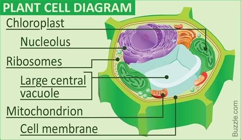 A Labeled Diagram Of The Plant Cell And Functions Of Its Organelles