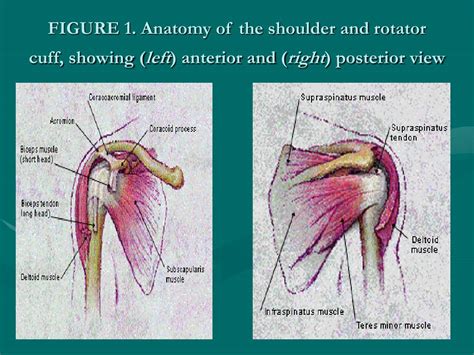 Ppt The Musculoskeletal Examination In The Elderly Powerpoint