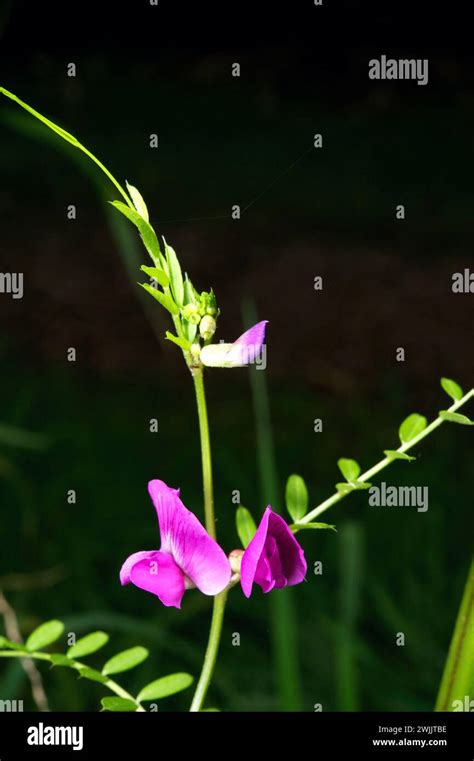 Common Australian Weed Hi Res Stock Photography And Images Alamy