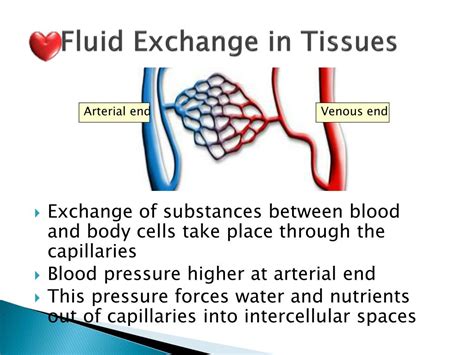 Ppt Tissue Fluid And The Lymphatic System Powerpoint Presentation Id