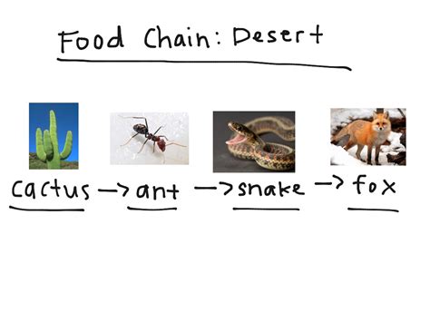 Food Chain Desert Science Biology Showme