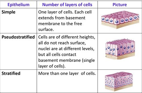 Epithelium Anatomy Qa