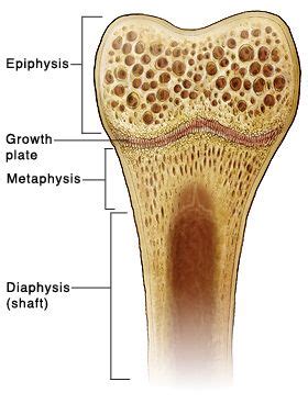 In the last decade, considerable technological improvements have been made to repair damaged bones and tissue, such as bone cross sections with implants for microscopic examinations. bone cross section google | Teaching Anatomy and ...