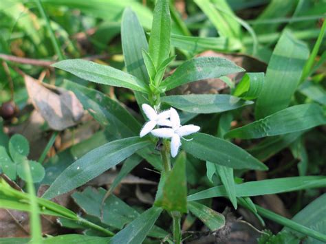 Diodia Virginiana Virginia Buttonweed