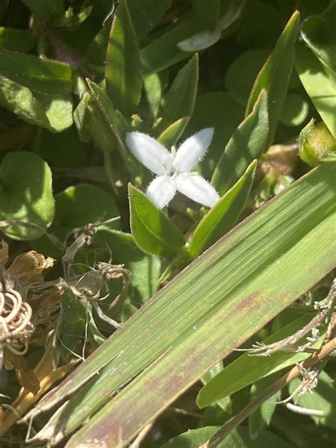 Buttonweed From White Rock Trail Dallas Tx Us On August 13 2023 At