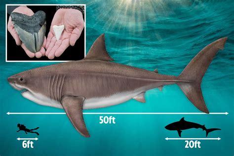 The most likely reason for this is because this is just under the average height of a man (fully developed) and such people wish they were taller to meet the average male height. Terrifying ancient megalodon shark was 50 FEET long - and ...