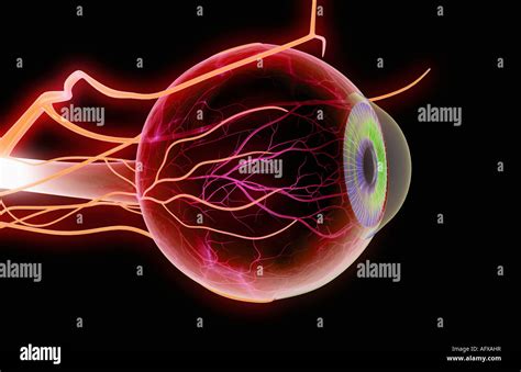 Ophthalmic Artery Hi Res Stock Photography And Images Alamy