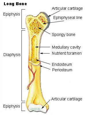 An outer 'fibrous layer' containing mainly fibroblasts and an inner 'cambium layer', containing progenitor cells. The Skeletal System | Biology for Majors II