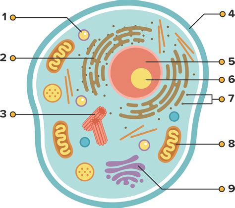 9 Macam Organel Sel Tumbuhan Dan Sel Hewan Serta Fungsinya Biologi