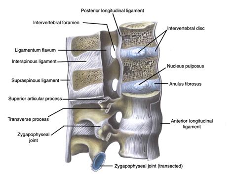 The Vertebral Column Bones Of The Spine Geeky Medics