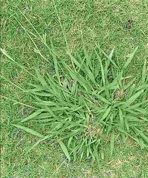 Grassy Lawn Weeds Identification