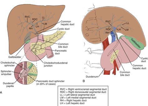 Gallbladder And Biliary Tract Normal Anatomy And Examination