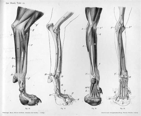 The poster shows the muscular system and internal organs of the dog the poster is labeled with descriptions. Medial and caudal views of the musculoskeletal ...