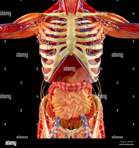 Human Digestive System Organs Hi Res Stock Photography And Images Alamy