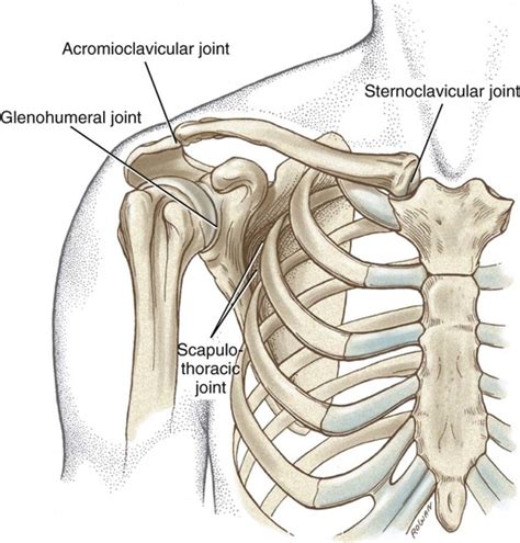 Structure And Function Of The Shoulder Complex Musculoskeletal Key