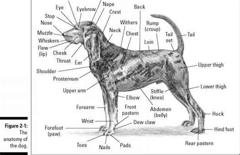 Permanently add dog bone to your ember court, allowing you to sniff out hidden things. 1913_48_5-dog-hind-legs-anatomy.jpg (528×342) | Dog ...