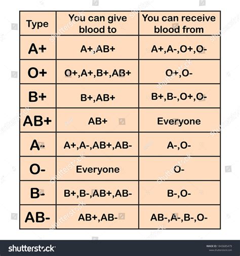 Human Blood Types Chart Blood Groups Stock Vector Royalty Free