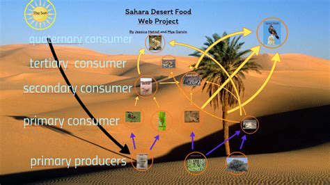 Desert Food Pyramid