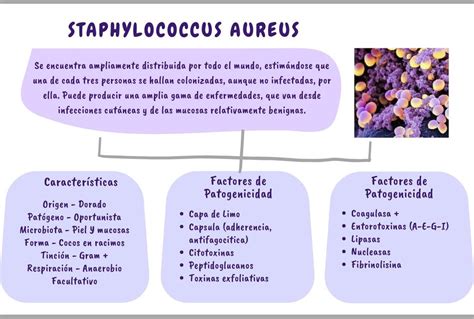 Staphylococcus Aureus Flor Salguero Udocz