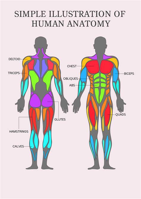 Muscles Chart Anatomy Diagram