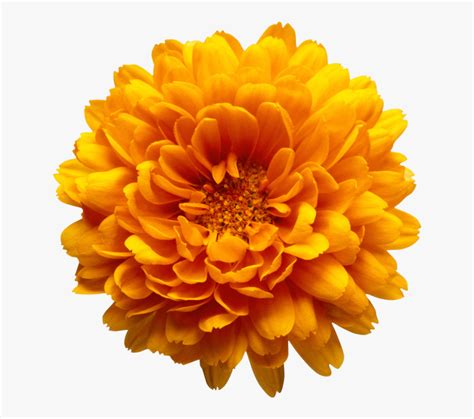 Maybe you would like to learn more about one of these? Marigolds Clipart Transparent - Orange Flower Transparent ...