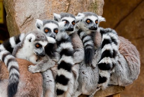 Beste plekken om de lemuren van madagaskar te zien: Fun, Factual, Weird, and Breathtaking: The Lemurs of ...