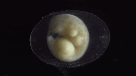 Maybe you would like to learn more about one of these? From zygote to hatched larva, a cell division time lapse ...