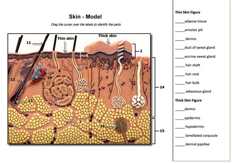 Solved Identify And Label The Skin Model Course Hero