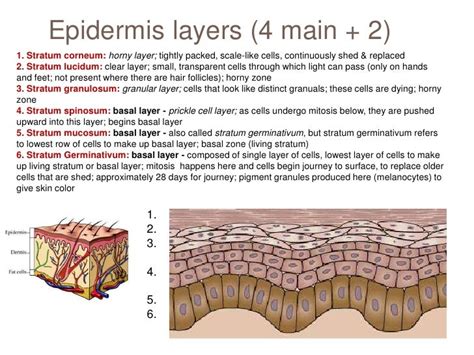 Anatomy Of The Skin Lecture