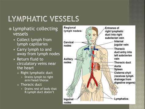 Ppt The Lymphatic System Powerpoint Presentation Free Download Id