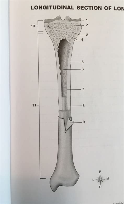 Longitudinal Section Of Long Bone Diagram Quizlet