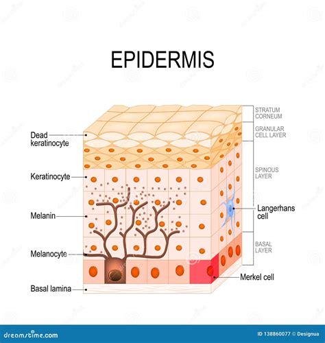 Layers Skin Stock Illustrations 1897 Layers Skin Stock Illustrations