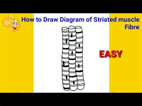 How To Draw Striated Muscle How To Draw Striated Muscle Diagram