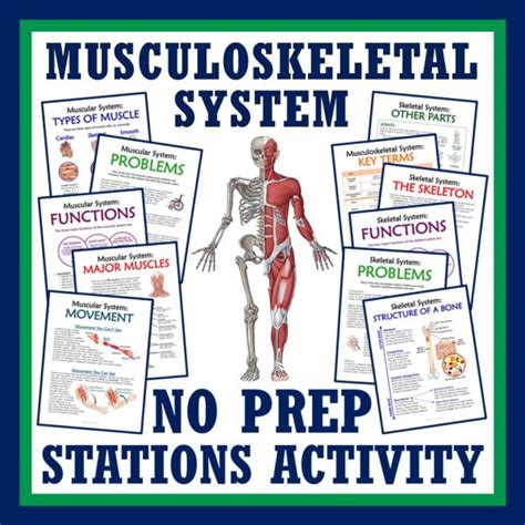 Muscles Bones And The Musculoskeletal System Activity Stations Flying