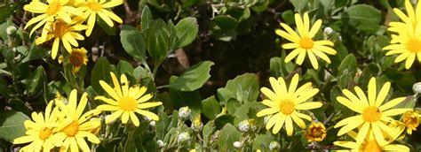 Environmental Weeds In Australia Australian Native Plants Society