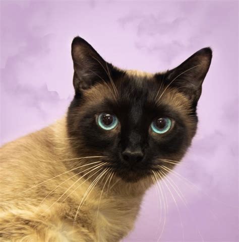 After the staff reviews and approves your application, it's on to signing the adoption contract, paying the fee, and taking your new lucky cat or dog home! Adopt Bogie on Petfinder | Cat adoption, Pet adoption ...