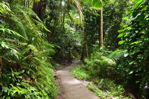 El Bosque Lluvioso Tropical De El Yunque