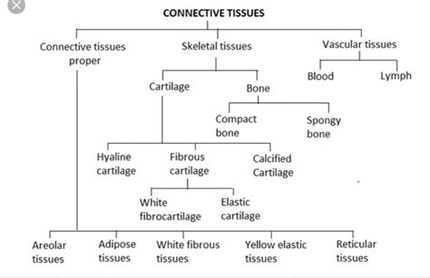 Tissue Type Flow Chart