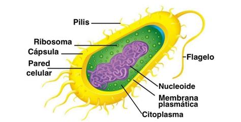 Bacterias Concepto Tipos Estructura Y Ejemplos