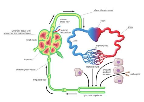 Lymphatic Circulation 3 Photograph By Asklepios Medical Atlas Pixels