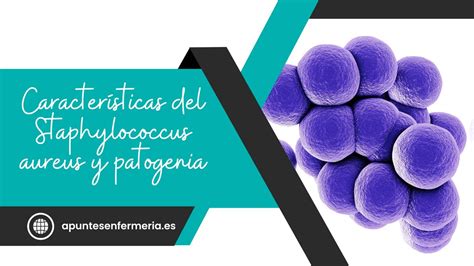 Caracter Sticas Del Staphylococcus Aureus Y Patogenia Apuntes Enfermer A