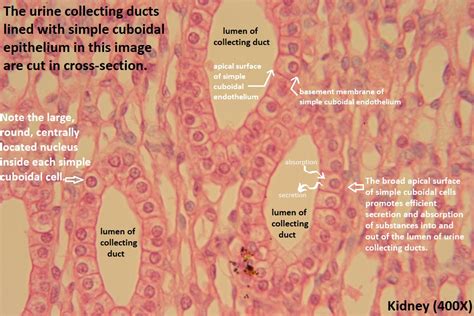 Simple Cuboidal Epithelium Labeled Basement Membrane