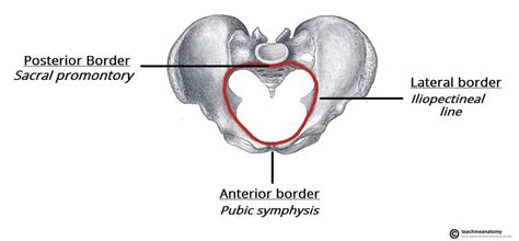 The Pelvic Girdle Structure Function Assessment Teachmeanatomy