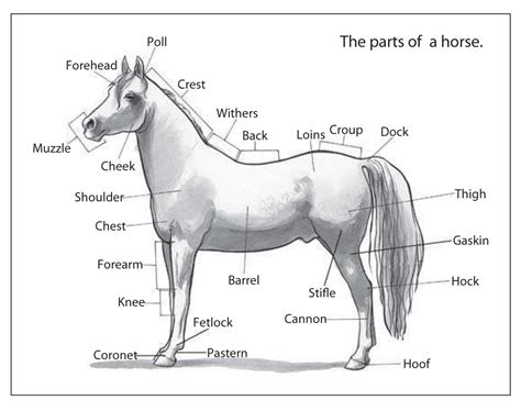 Horses Riding Breeding And More The Parts Of A Horse