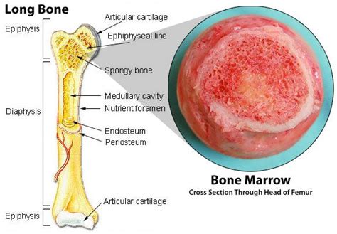 For the development of a functionally and mechanically appropriate bone structure. Long Bone Structure and Bone Marrow Cross Section | HUMAN ...