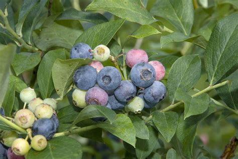 Edibility and medicinal uses for each plant. Edible plants allow grazing in landscape | Mississippi ...