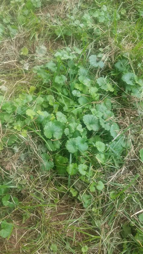 Invasive Vine Like Weed Taking Over My Yard Gardening