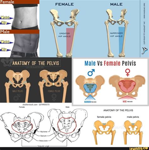 Male Vs Female Pelvis Differences Anatomy Of Skeleton