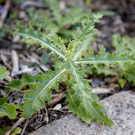 42 Common Weeds In Lawns And Gardens Identification And Control